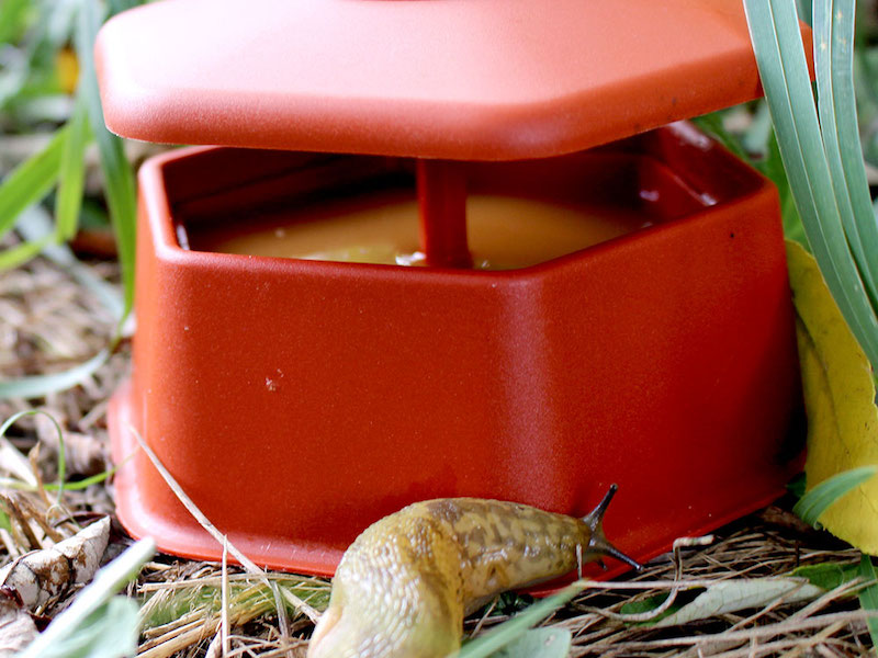 Portable slug and snail trap from Suttons
