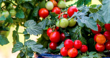 Sweet and Savoury Fruits Perfect for Containers and Small Space Growing!
