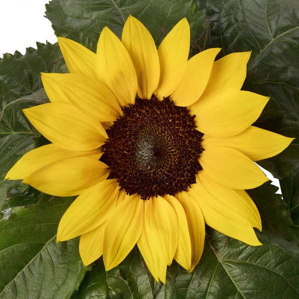Sunflower Sunsation Yellow