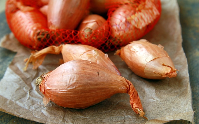Shallot 'Meloine' from Suttons