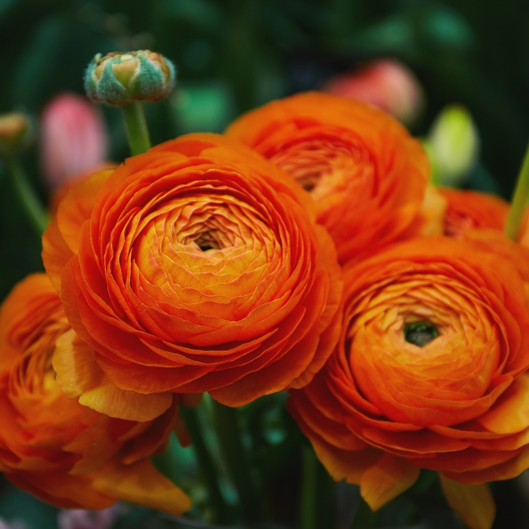 Ranunculus Growing Guide Suttons Gardening Grow How