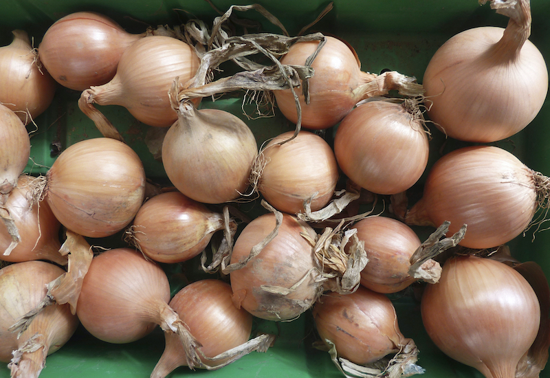 Onion sets ‘Hysky’ from Suttons