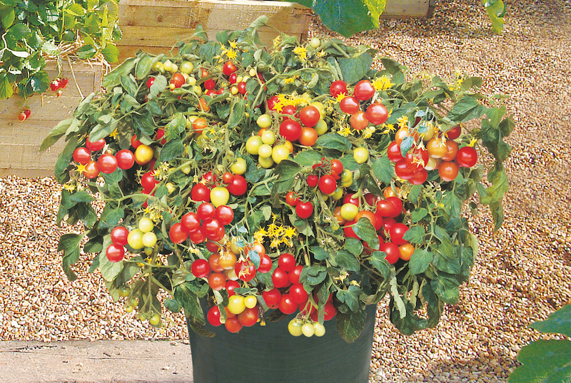 Tomato ‘F1 tumbler’ in a green container
