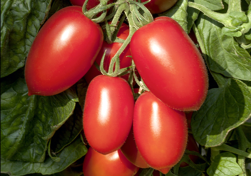 Tomato ‘Crimson Plum F1’ on a vine