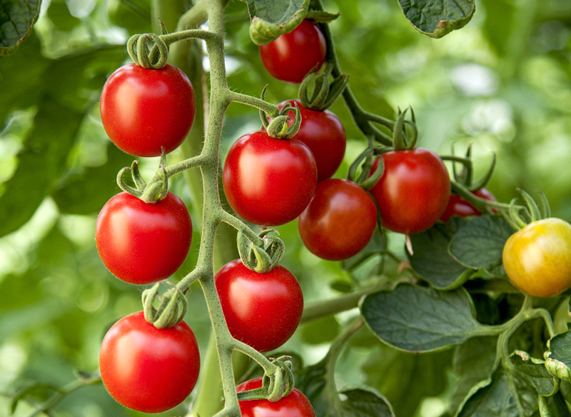 Tomato ‘Crimson Cherry F1 on a vine