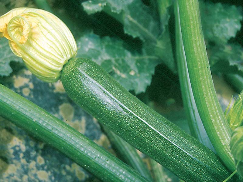 Courgette plants ‘F1 Partenon’ from Suttons