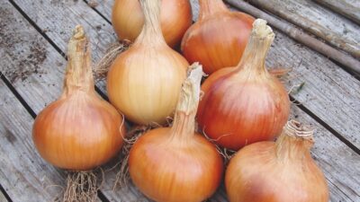 Best expert advice on growing onions