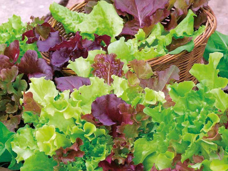 Lettuce mix in a basket from Suttons