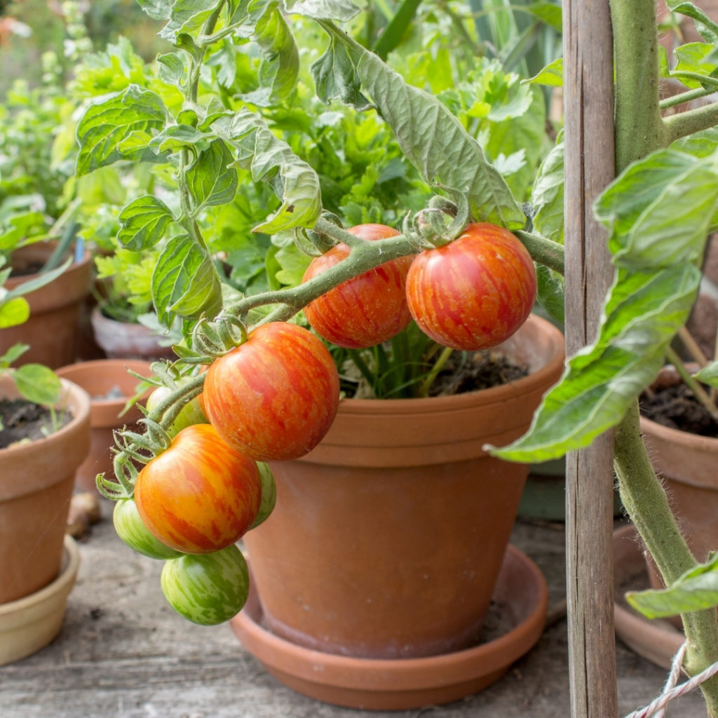 Tomato plants in Top April Allotment Tips.