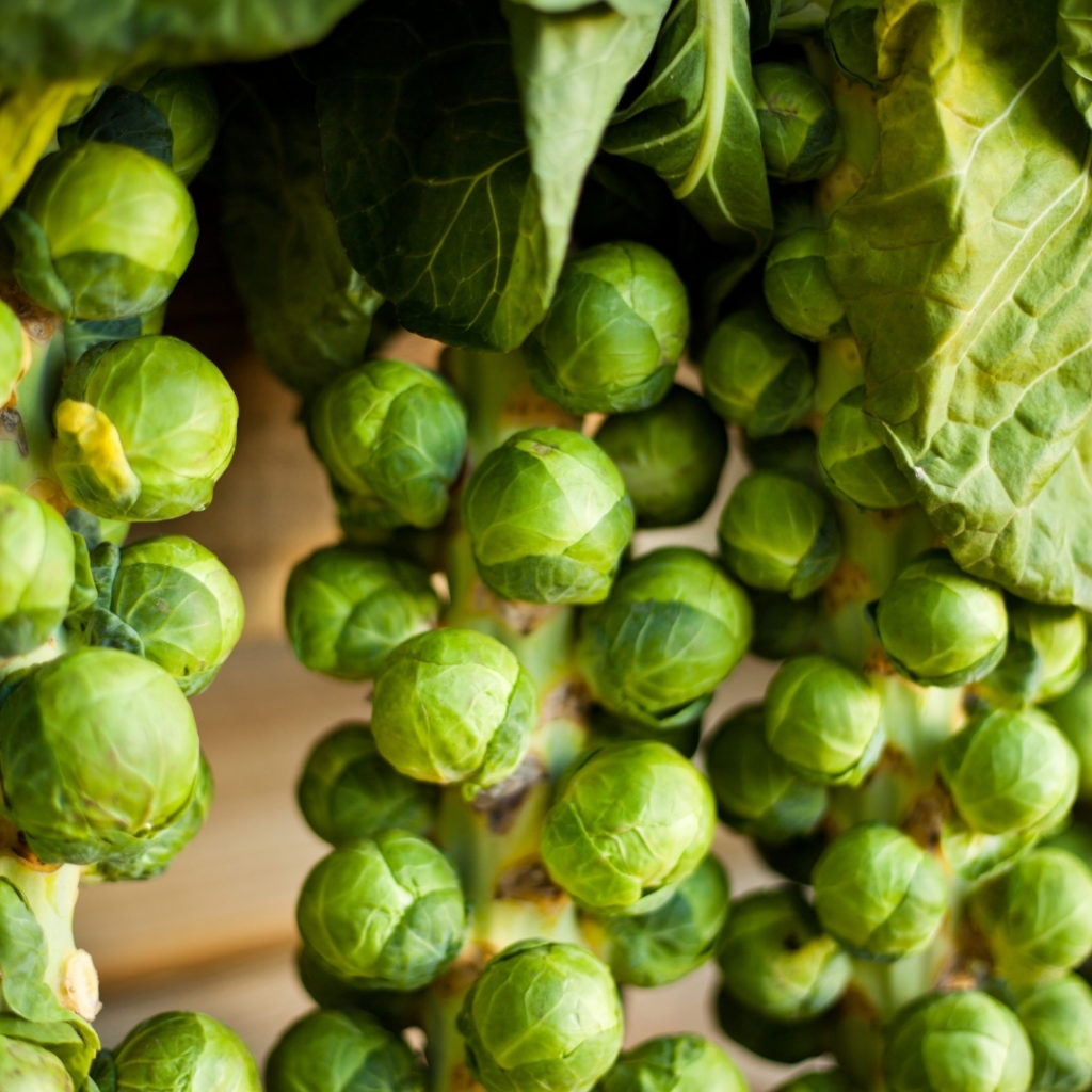 Brussel Sprouts in Top April Allotment Tips.