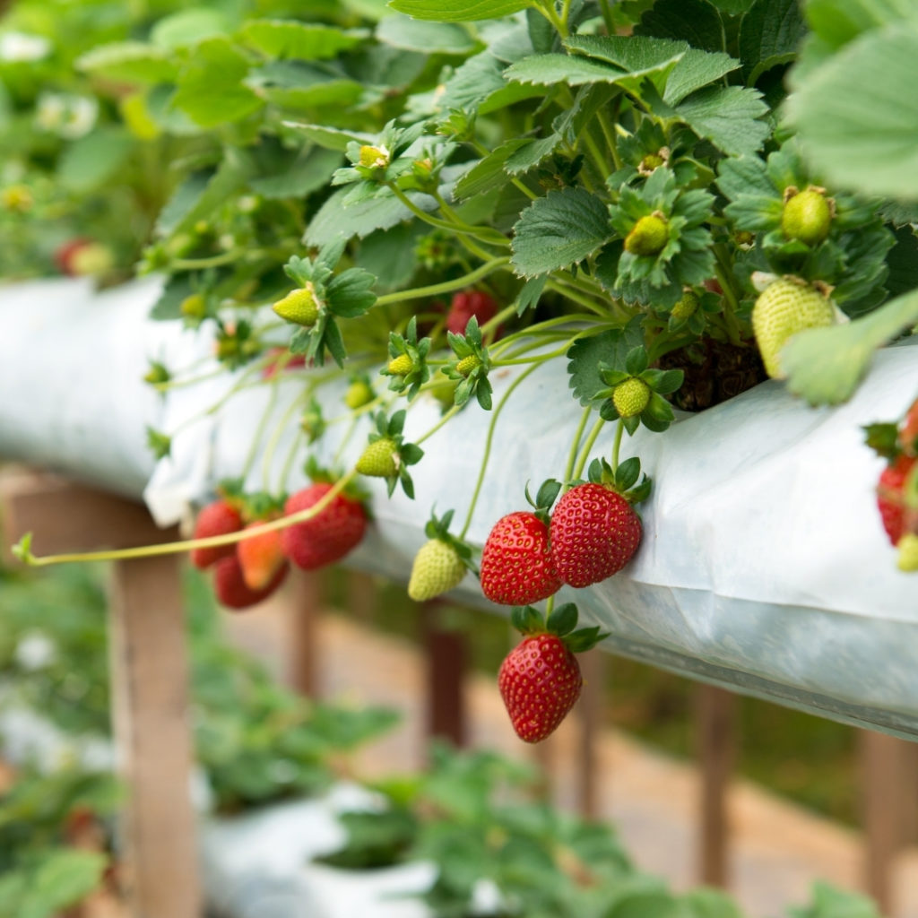 Strawberry plants in Top April Allotment Tips. 