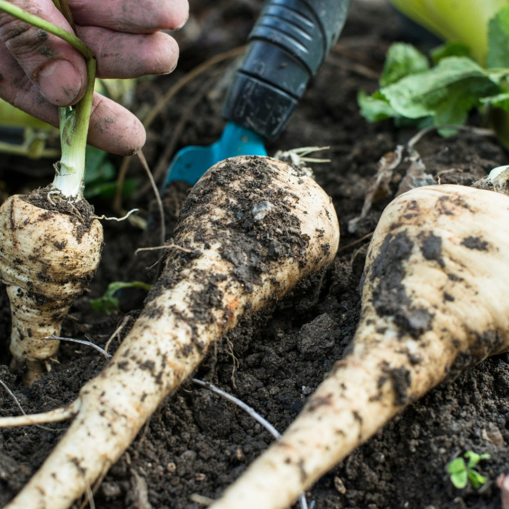 Parsnips in Top April Allotment Tips.