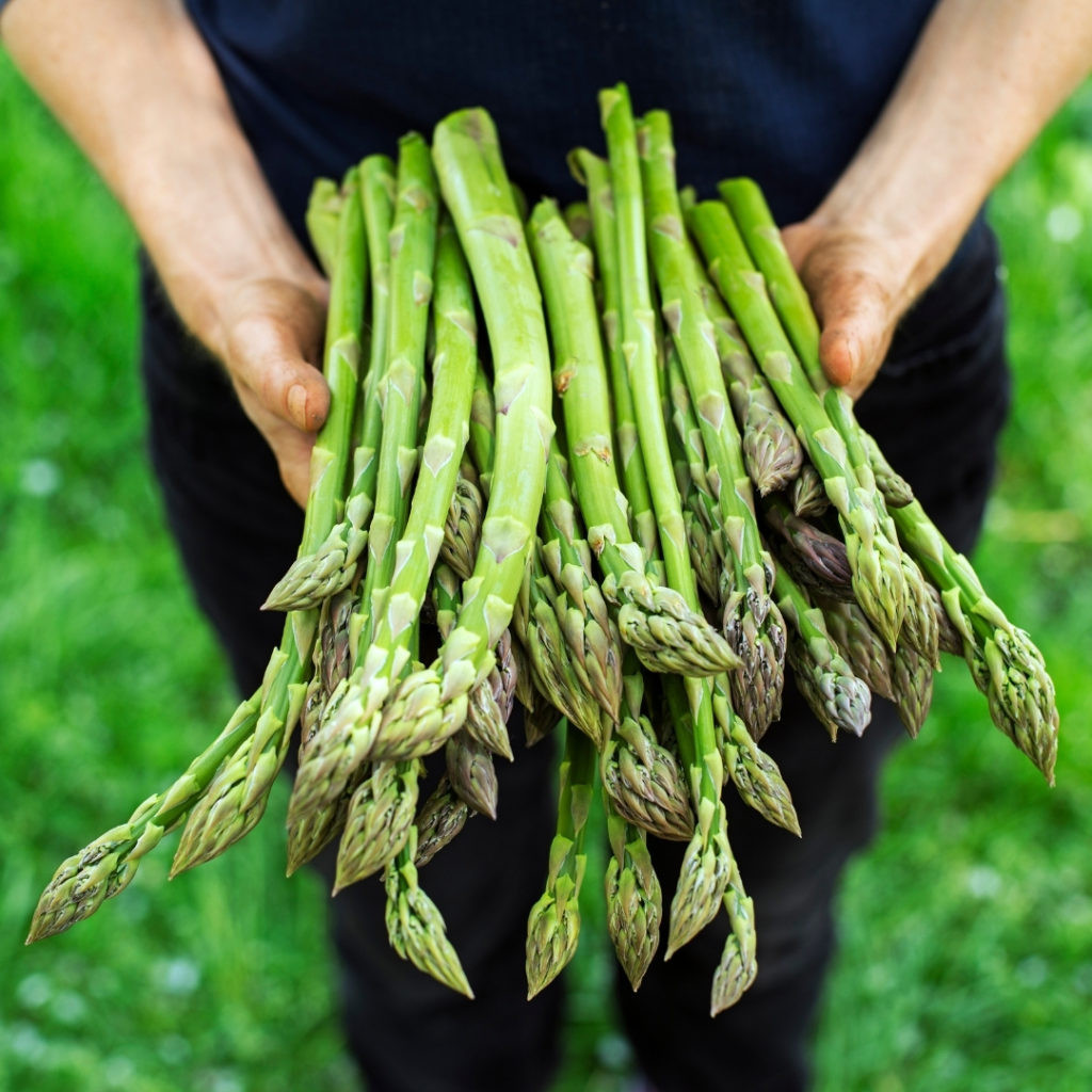 Asparagus in Top April Allotment Tips.