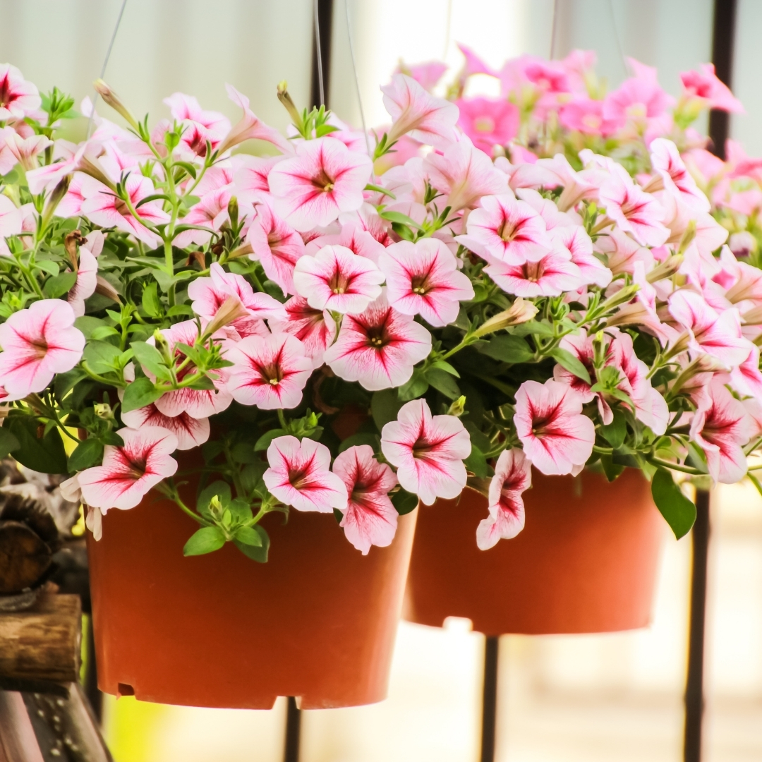 Easy Flower Plants to Grow for Beginners - Suttons Gardening Grow How