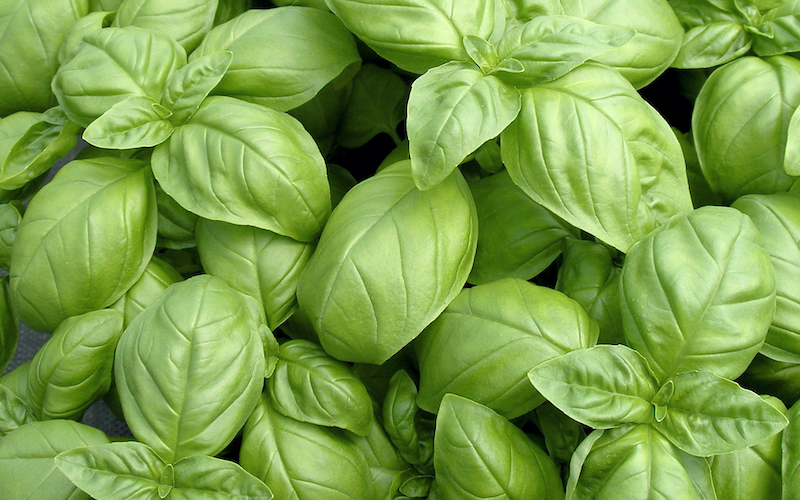 Herb seed - Sweet Basil from Suttons