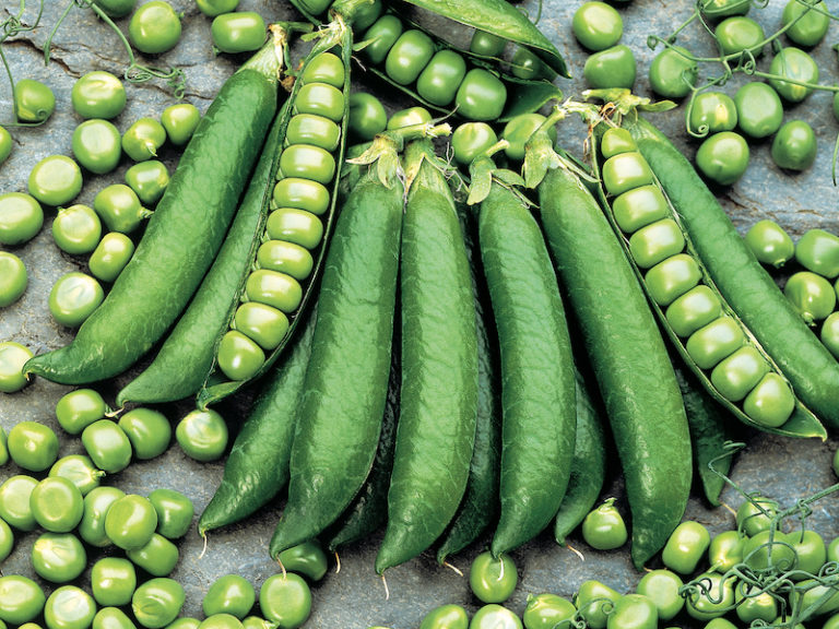 Best expert advice on growing peas Suttons Gardening Grow How