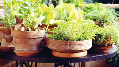 Best expert advice on growing herbs