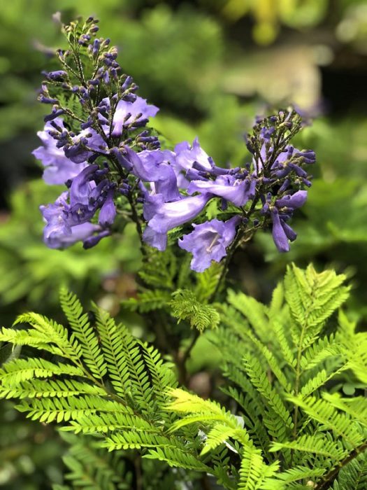 Jacaranda Bonsai Blue Suttons Suttons Gardening Grow How