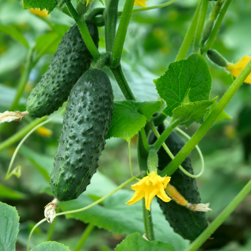 growing cucumbers in may on the allotment 