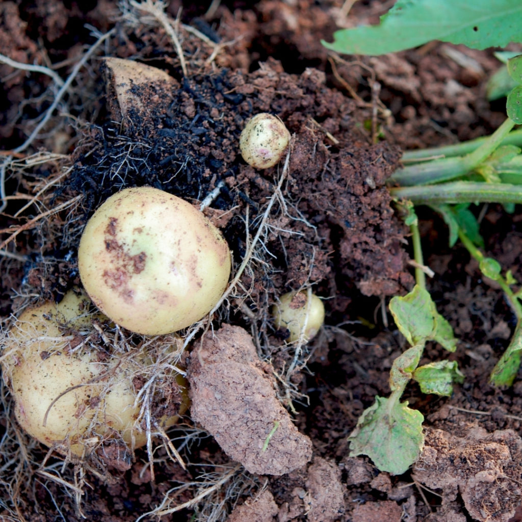 growing potatoes in May on the allotment