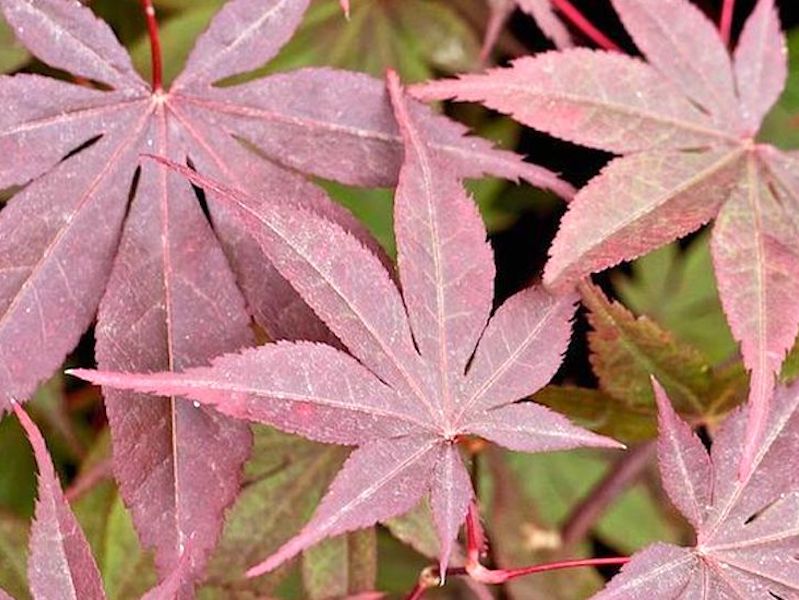 Acer palmatum ‘Bloodgood’ from Suttons