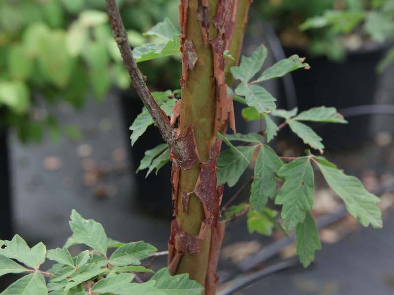Acer griseum plant from Suttons