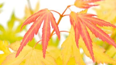 Best expert advice on growing acers