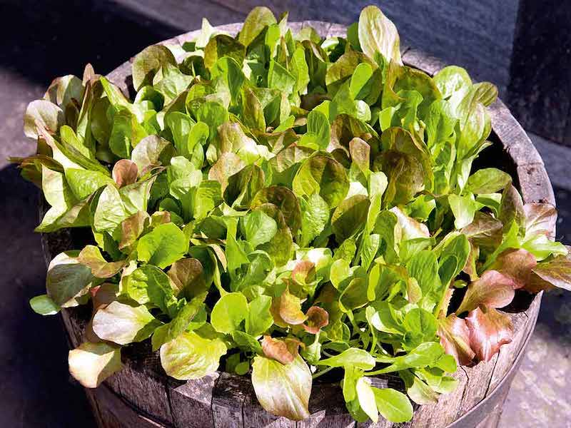 Lettuce seeds 'Cos Lettuce Mix' from Suttons