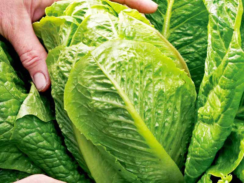 Lettuce seeds ‘F1 Cosberg Sweet Success’ from Suttons