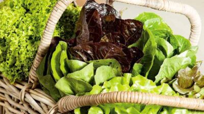 Best expert advice on growing lettuce and salad leaves 