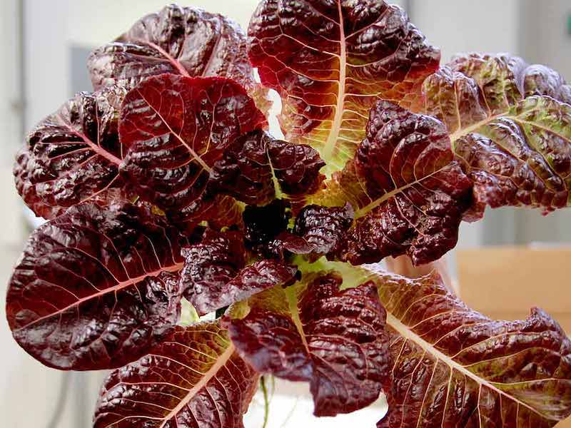 Lettuce seeds ‘OutREDgeous’ from Suttons