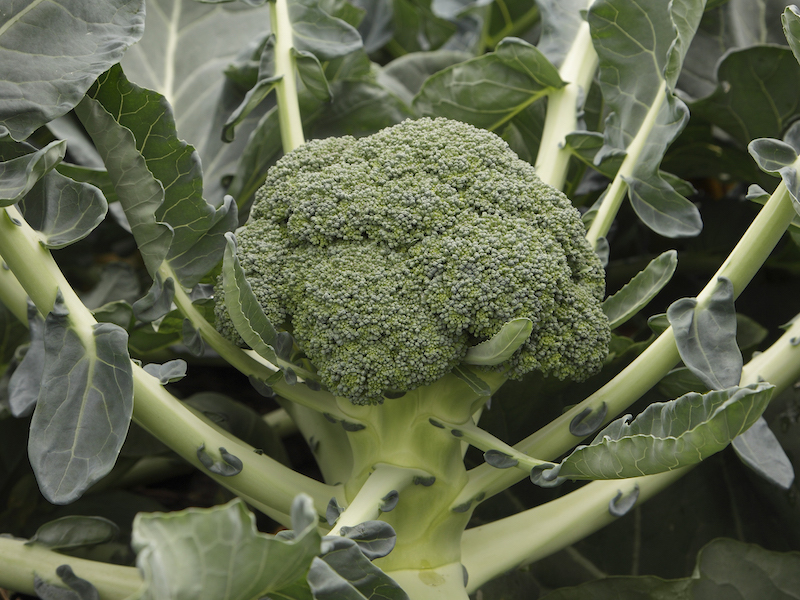 Broccoli ‘Monclano’ (22 plug plants) from Suttons