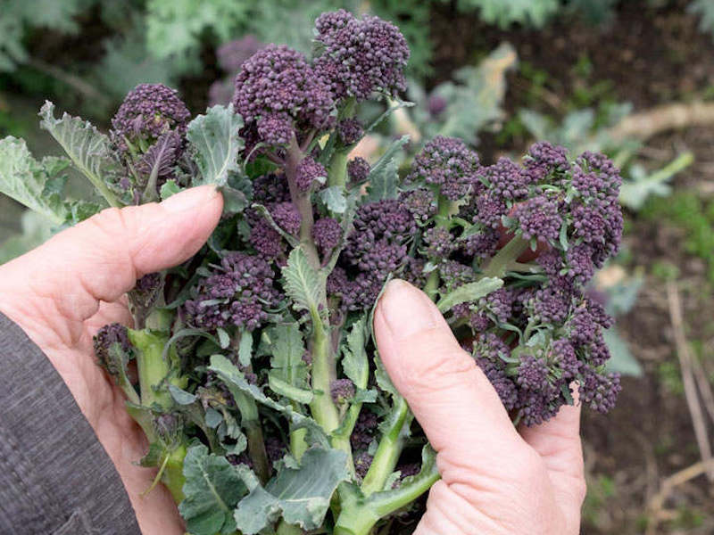Broccoli (Organic) seeds - ‘Purple Sprouting Early’ from Suttons