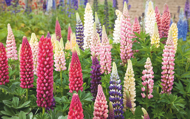 Lupin seeds ‘Russell Mix’ from Suttons