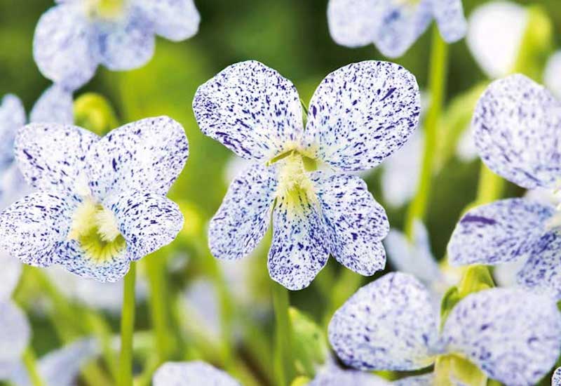viola-freckles - Suttons Gardening Grow How