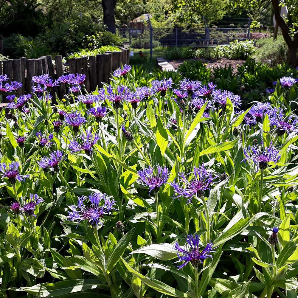 Suttons Flower Seeds Mountain Cornflower Montana New 2022 pictured in full bloom as a sea of violet-blue blooms growing in a border.