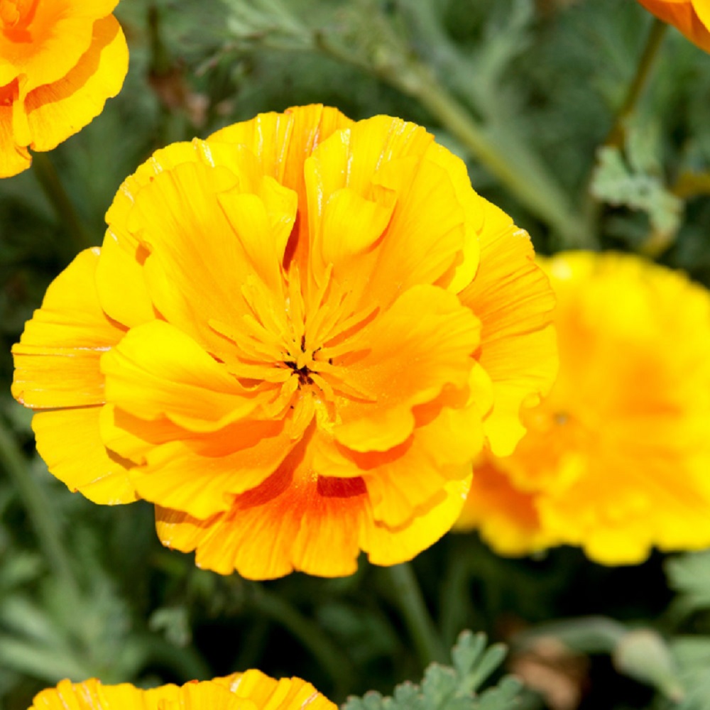 Suttons new flower seeds 2022 - Californian Poppy Seeds Lady Marmalade pictured in close up on one huge golden yellow bloom