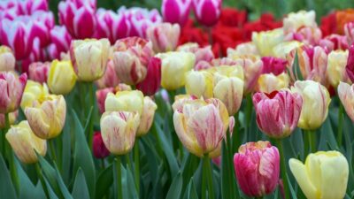 Best expert advice on growing spring-flowering bulbs