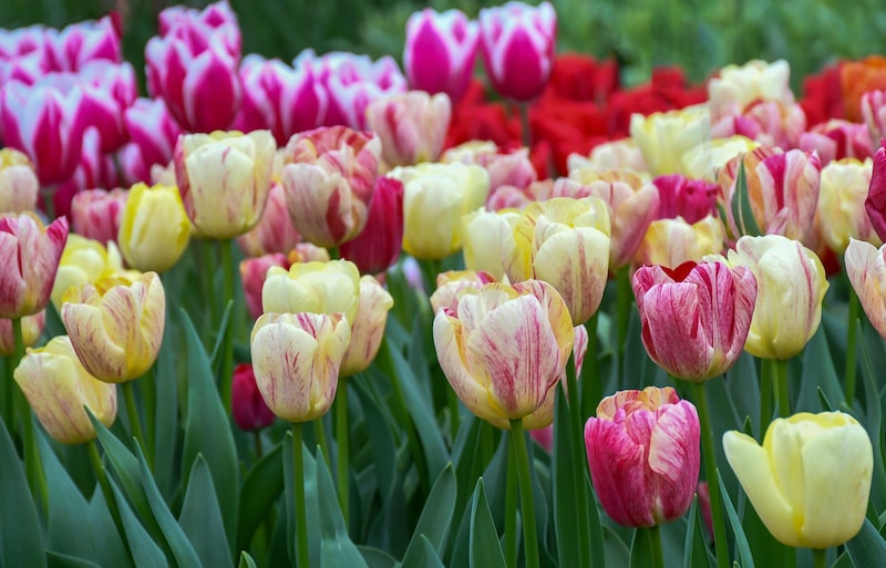 Colour Carnival Tulips from Suttons