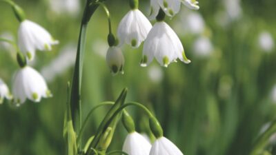 How to naturalise bulbs