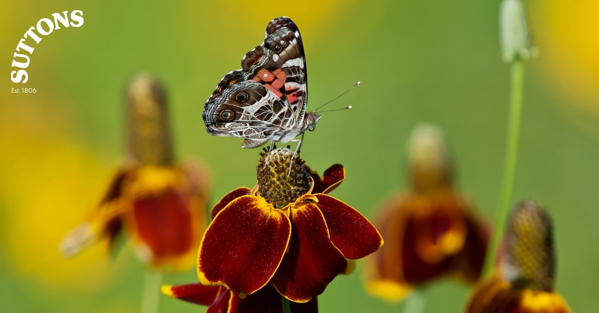 Suttons New Flower Seeds For 2022 Suttons Gardening Grow How