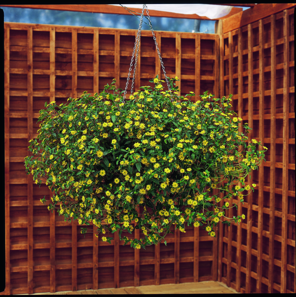 Suttons new flower seed 2022 Sanvitalia Hanging Basket Sunflower seeds pictured in hanging basket with a garden trellis backdrop