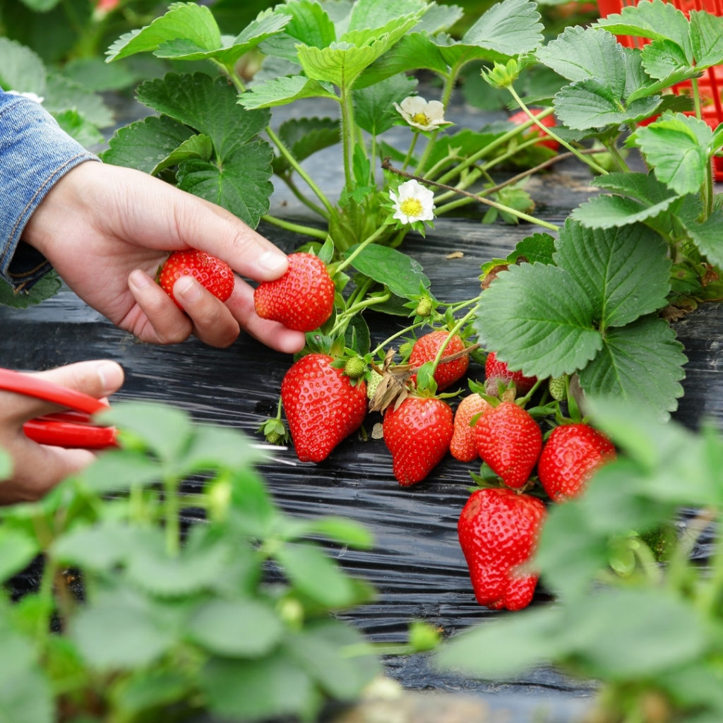 Top July Allotment Tips strawberries