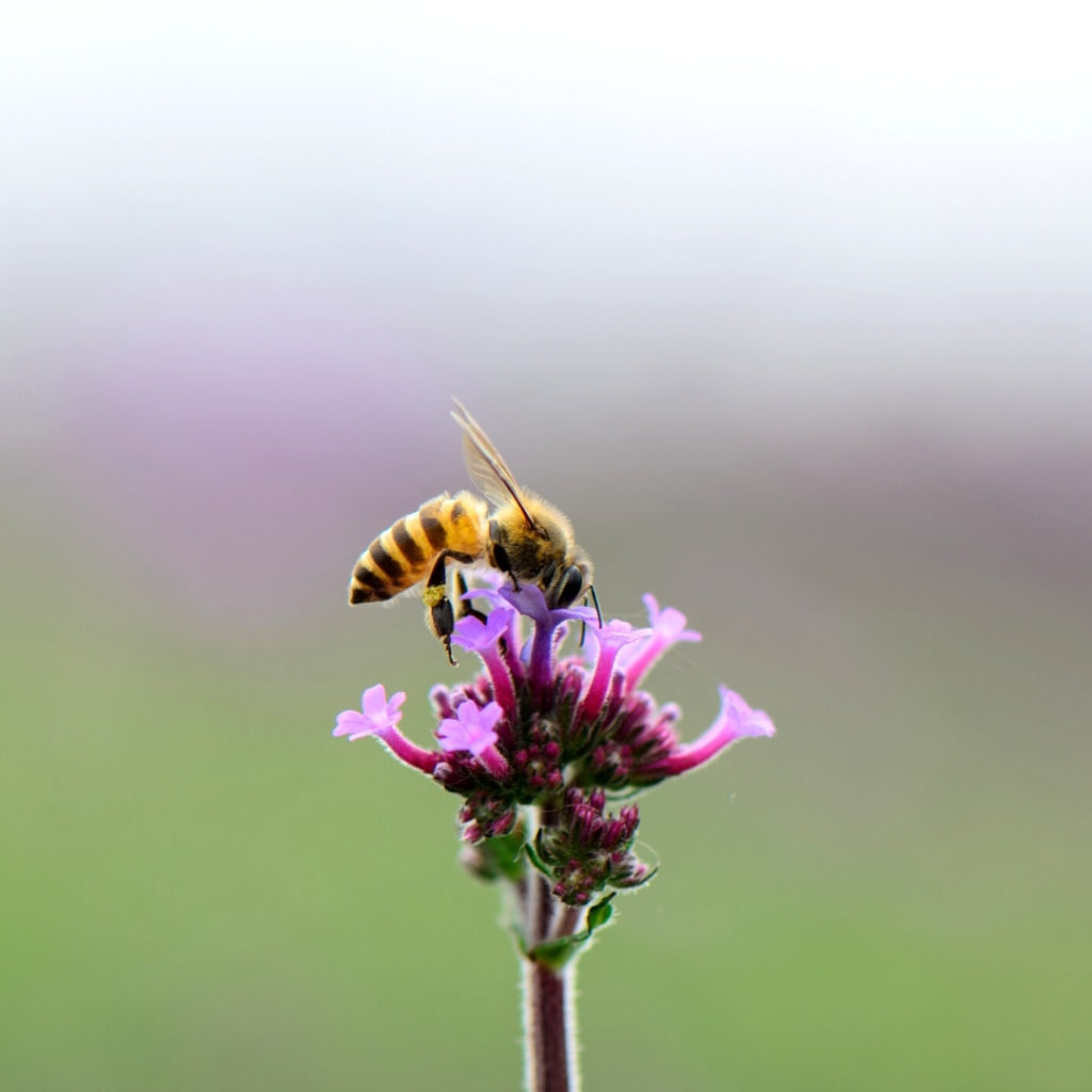 July Newsletter Bees' Needs Week