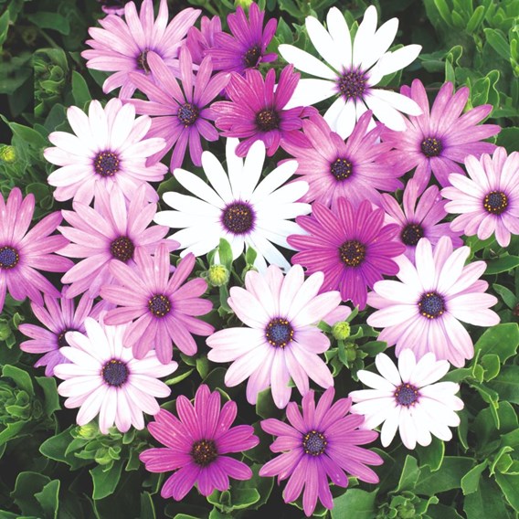 African Daisy 'Ecklonis Mix' from Suttons