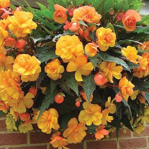 Begonia Apricot Shades Pre-Planted Baskets from Suttons