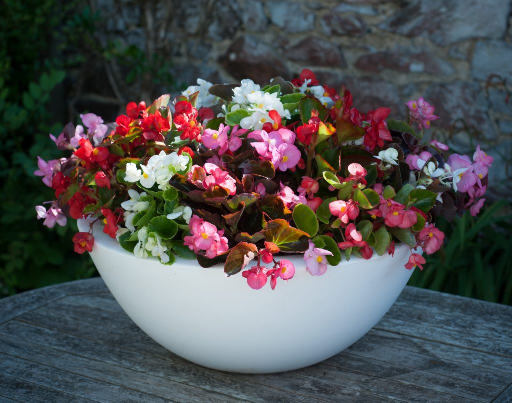 Begonia F1 'President Mix' from Suttons