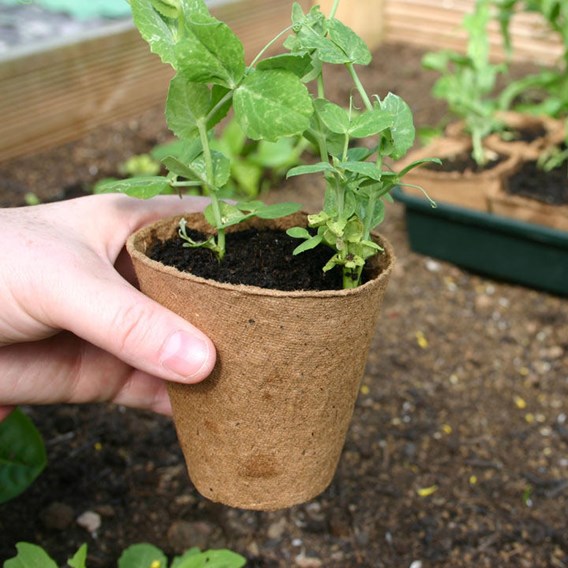 fibre plant pot for propagating seeds and seedlings