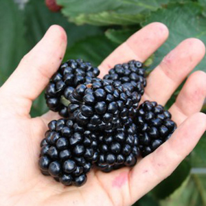 Blackberry (Rubus) Coolaris Patio from Suttons