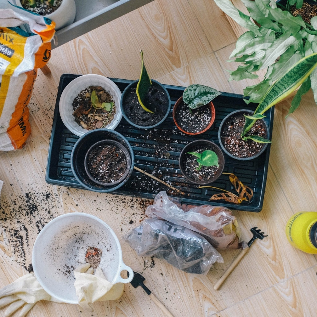 pots of soil and seedlings for propagation